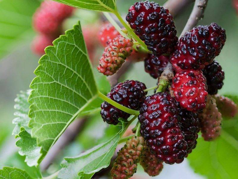 Шелковица купить саженцы из питомнике в Гусь-Хрустальном