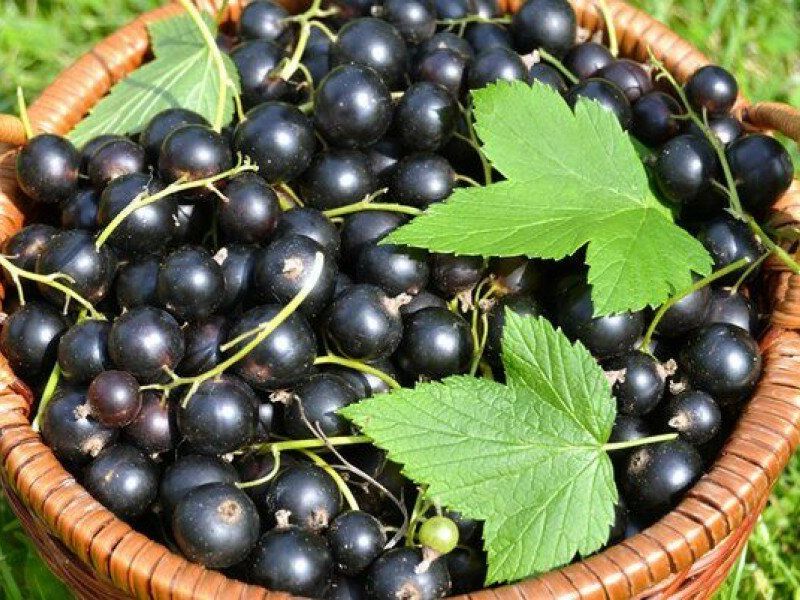 Смородина купить саженцы из питомника в Гусь-Хрустальном