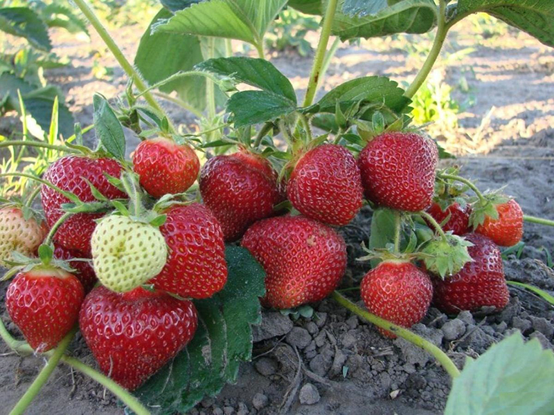 Клубника купить саженцы из питомника в Гусь-Хрустальном