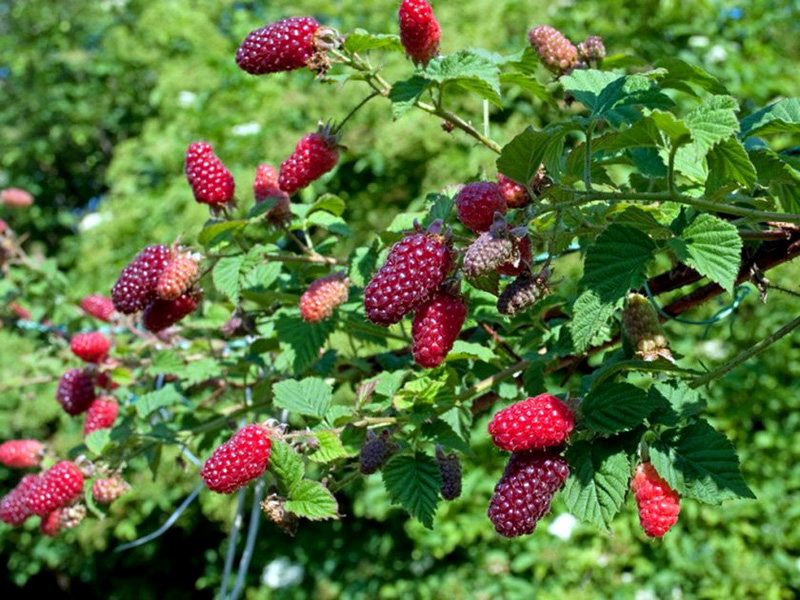 Ежемалина купить саженцы из питомника в Гусь-Хрустальном
