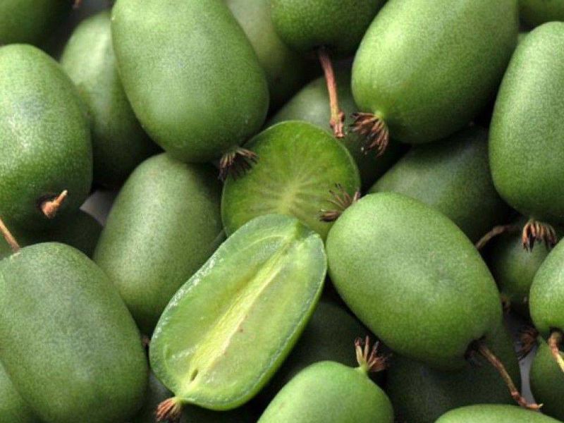 Актинидия купить саженцы из питомнике в Гусь-Хрустальном