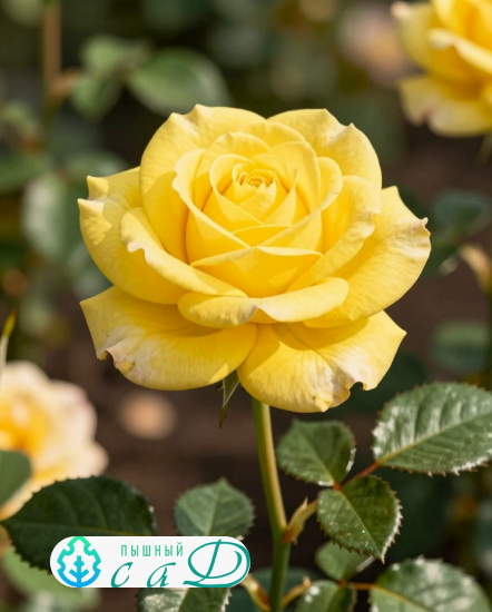 Роза "АРТУР БЕЛЛ"