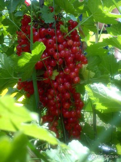 Смородина "УРАЛЬСКАЯ КРАСАВИЦА"