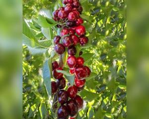 Черешня колоновидная "САБРИНА"