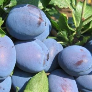 Слива "ТОП ГИГАНТ"